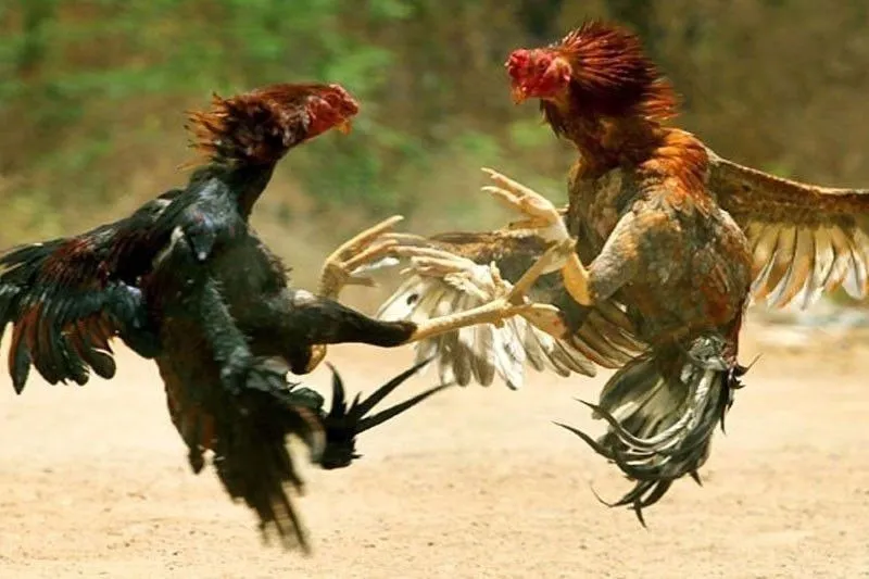 Cops linked to case of missing sabungeros