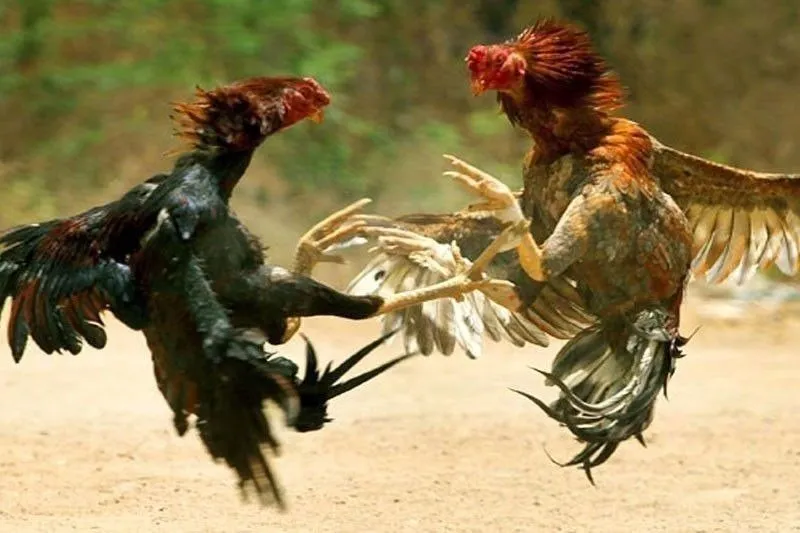 ‘Proof of life’ sa 34 missing sabungero, malabo pa – PNP